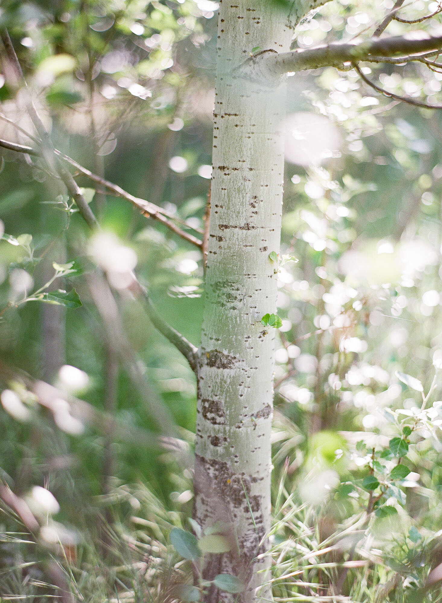 Tree Elle Wedding Jemma Keech