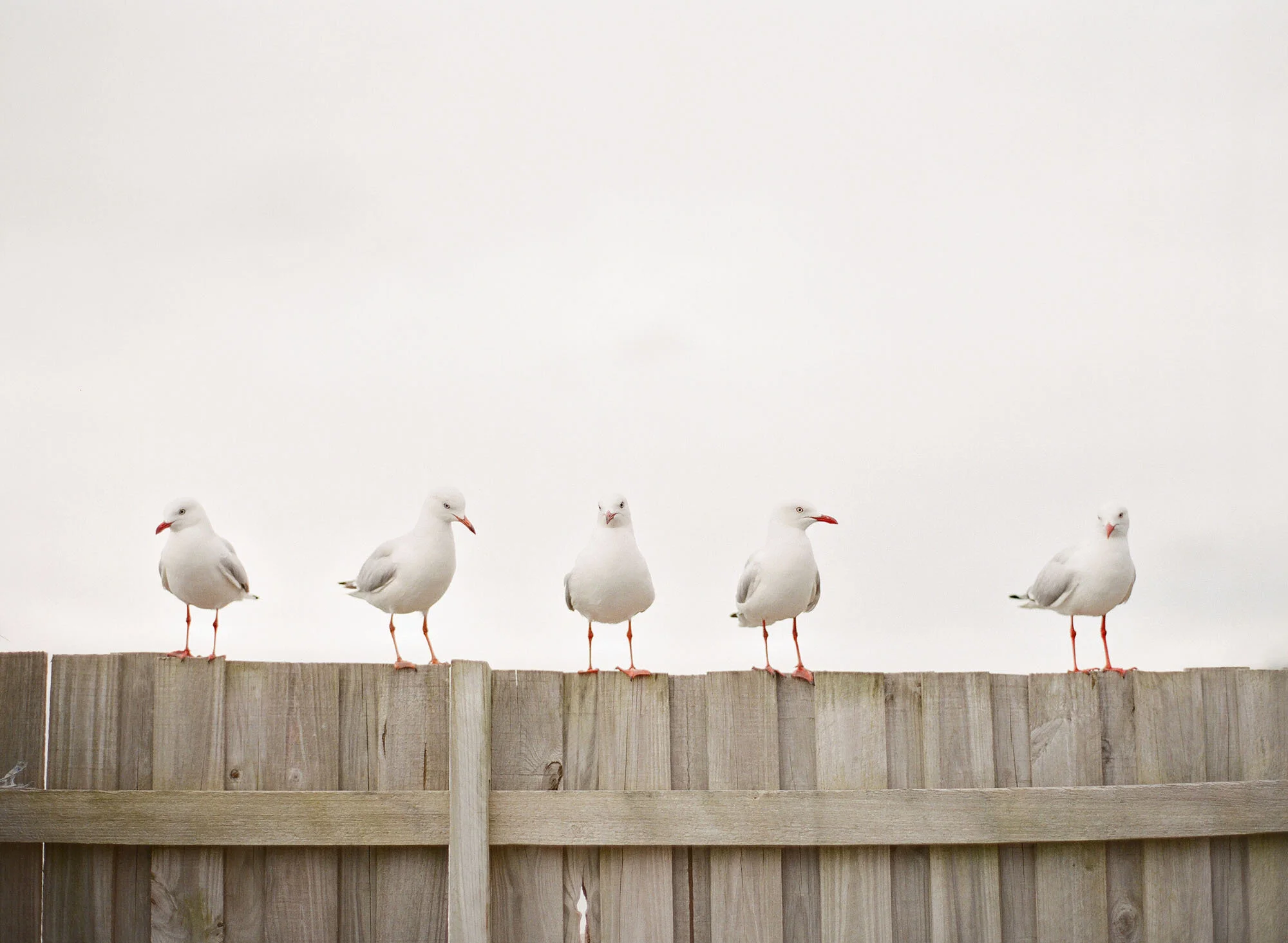 Sydney wedding photographer jemma Keech