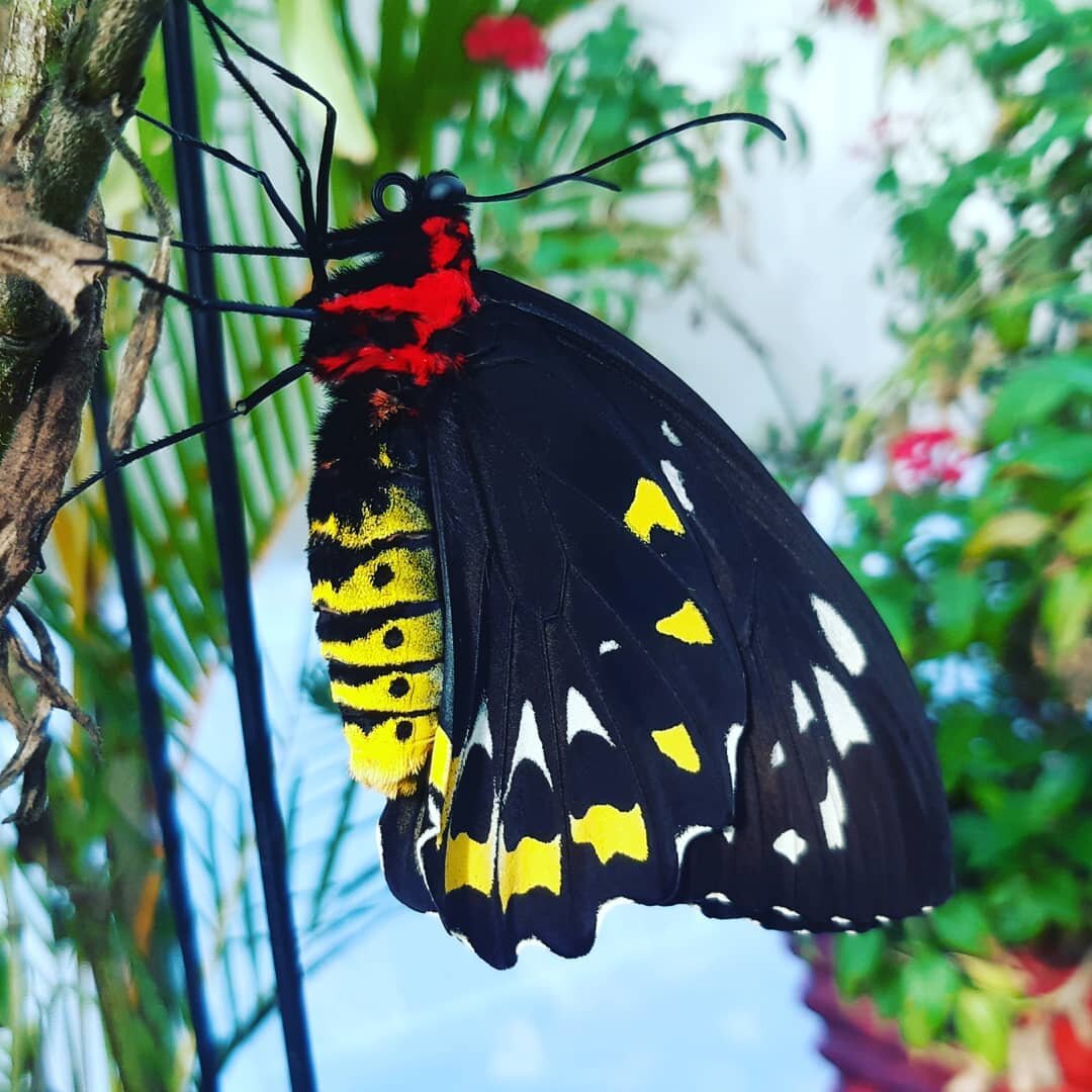 This Cairns Birdwing Butterfly was just waiting for a sunny day to hatch &hearts;️🦋🌞

#gcbutterflies #gardens #plants #goldcoast #butterflies #butterfly #thingstodo #fun #escape #butterfly #cairnsbirdwing #schoolholidays #carraramarkets