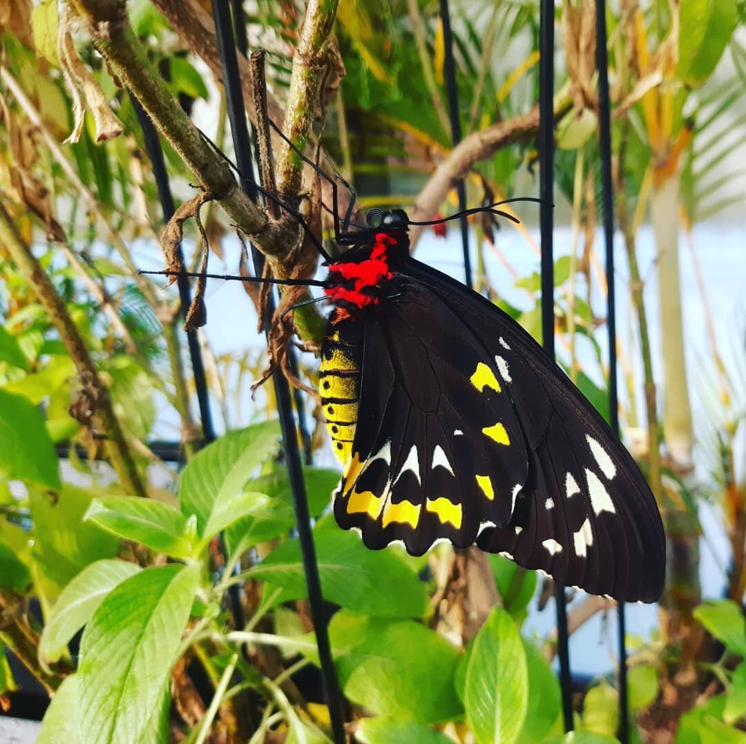 Butterfly House open tomorrow from 10am to 2pm. School Holidays special..Adults at Kids Prices $7 &hearts;️🦋🌻

#gcbutterflies #gardens #plants #goldcoastbutterflyhouse #goldcoastbutterflies #butterflies #butterfly #summer #gardens #butterfly #conse