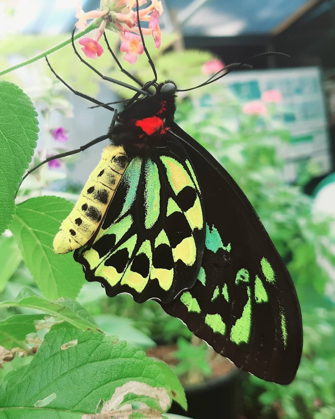 The Birdwing Butterflies are out at the Butterfly House this Sunday &hearts;️🦋

#gcbutterflyhouse #gcbutterflies #goldcoast #butterflies #butterfly #birdwings #thingstodo #fun #schoolholidays #goldcoastbutterflies #goldcoastbutterflyhouse #carrarama