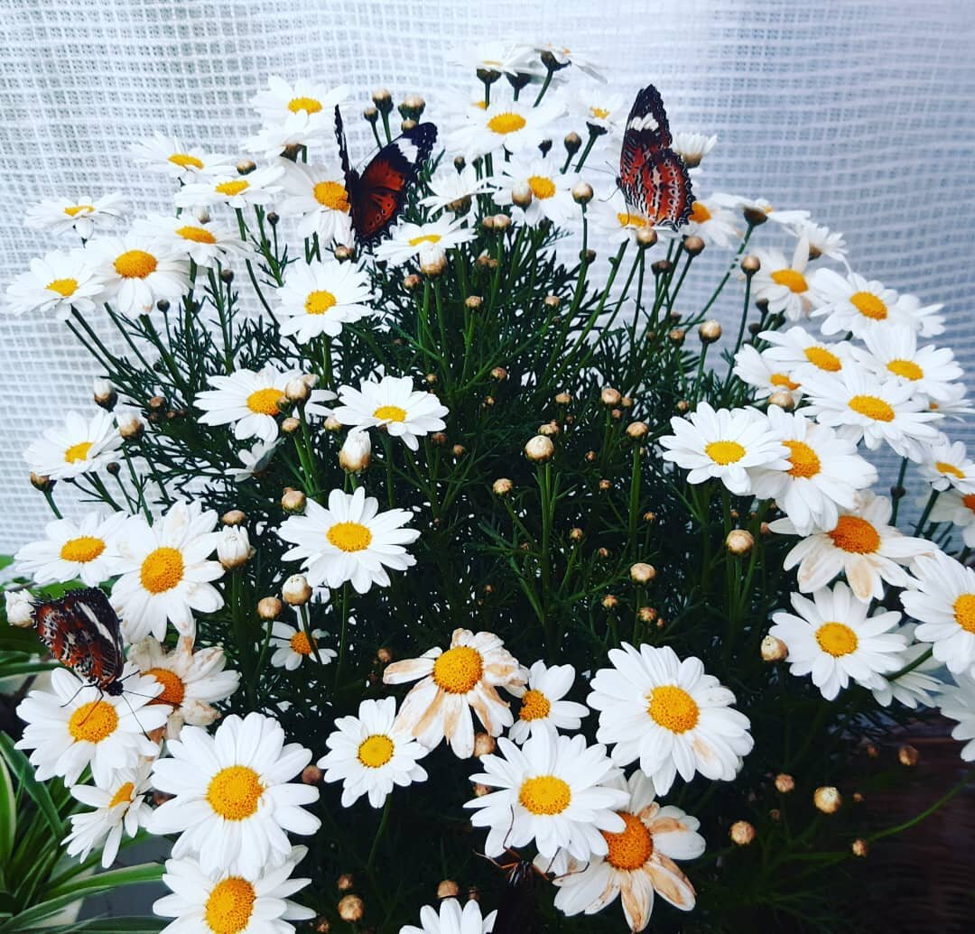 The butterflies are enoying the winter sun and fresh flowers 🌞🌻Open every Saturday and Sunday &hearts;️🦋

#gcbutterflies #goldcoastbutterflies #goldcoastbutterflyhouse #carraramarkets  #weekend #chill #gardens #zen #plants #goldcoast #butterflies 