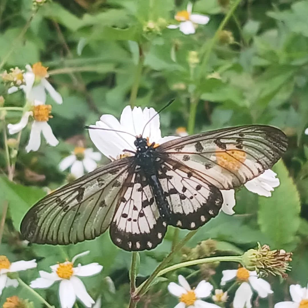 A beautiful Glasswing butterfly enjoying the flowers and sunshine 💖🦋🌻🌞

#gcbutterflies #goldcoastbutterflies #butterflies #butterflygarden #glasswing