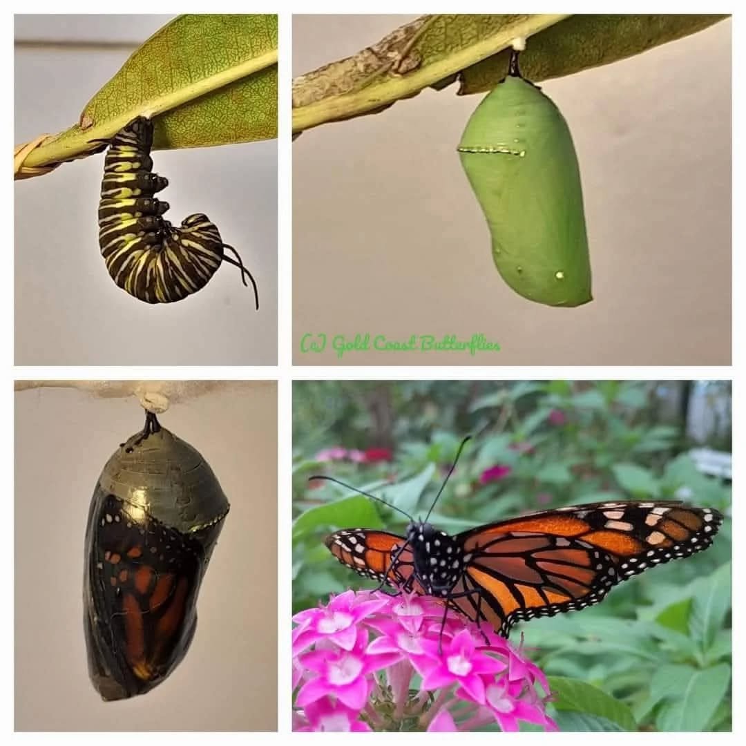 Josephine will be hosting Drop in sessions focusing on Butterfly Conservation at Ipswich Libraries this Friday 26th September. There will be live butterflies, caterpillars and chrysalis on display.
Come along and learn how to plant a butterfly garden