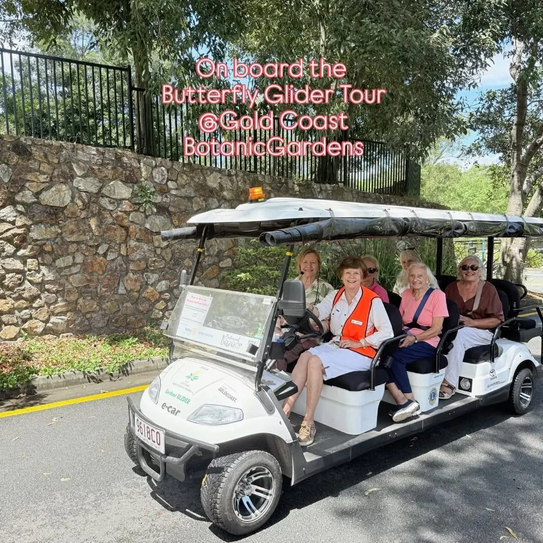 We were lucky to see an uncommon Chequered Swallowtail Butterfly on the Butterfly Glider Tour this week at the Gold Coast Regional Botanic Gardens 😃🦋🌻

@friendsgcbotanicgarden 

#gcbutterflies #goldcoast #butterflies #butterflygarden #chequeredswa