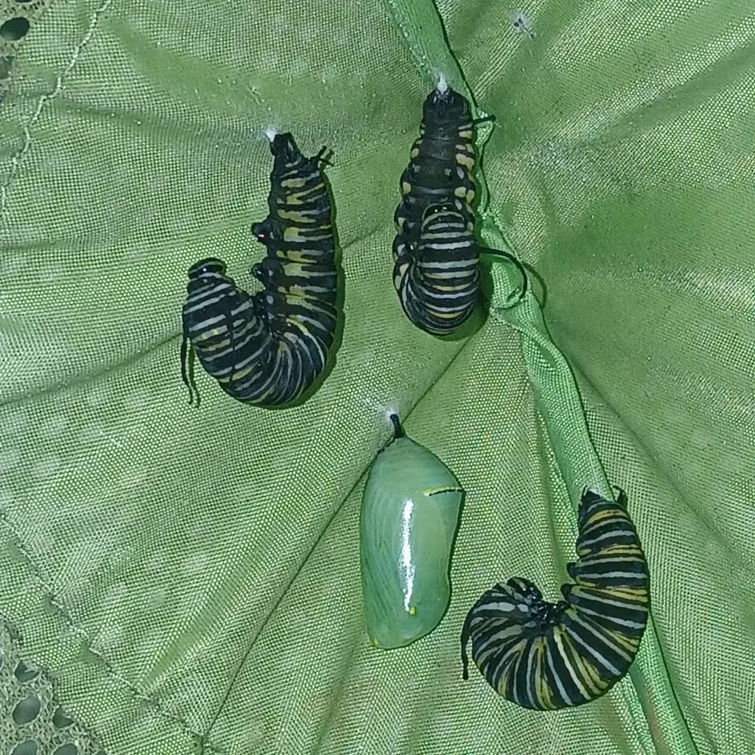 The race to make a chrysalis is on for these Monarch Butterfly Caterpillars

#gcbutterflies  #goldcoastbutterflies  #monarchchrysalis #butterfly #caterpillar