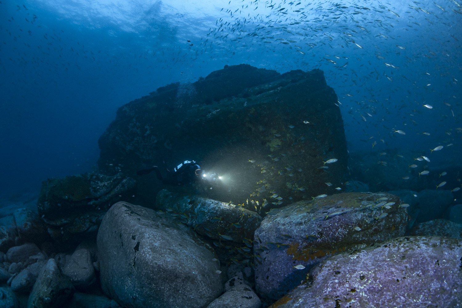 Shark point, Sydney, underwater photography, underwater world, Sydney diving, fish, underwater photography workshop