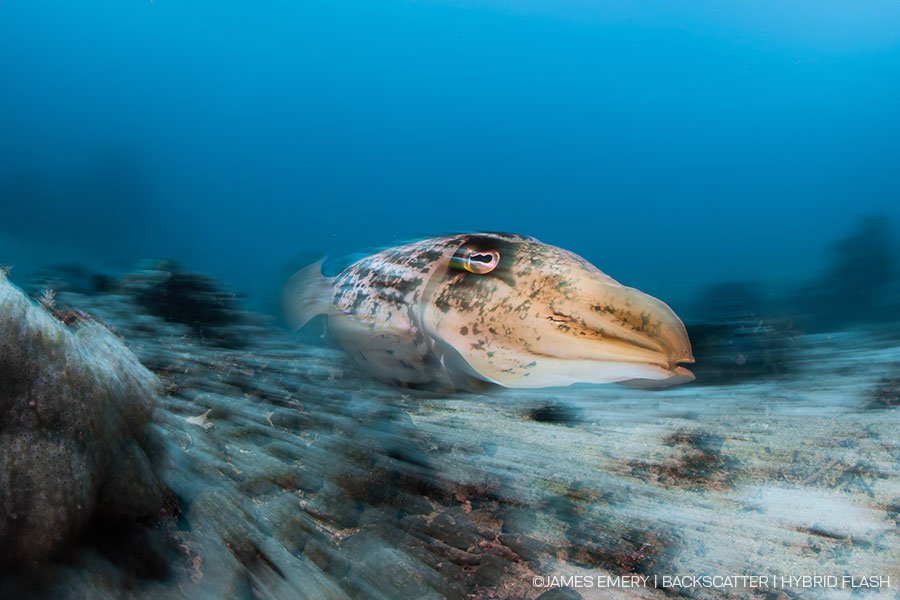 Backscatter-Hybrid-Flash-Underwater-Strobe-James-Emery-Slow-Shutter.jpg