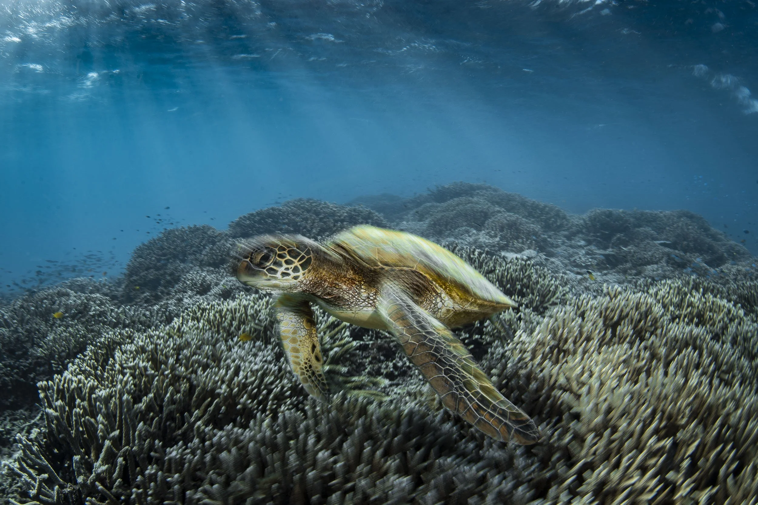 Green turtles, Lady Elliot