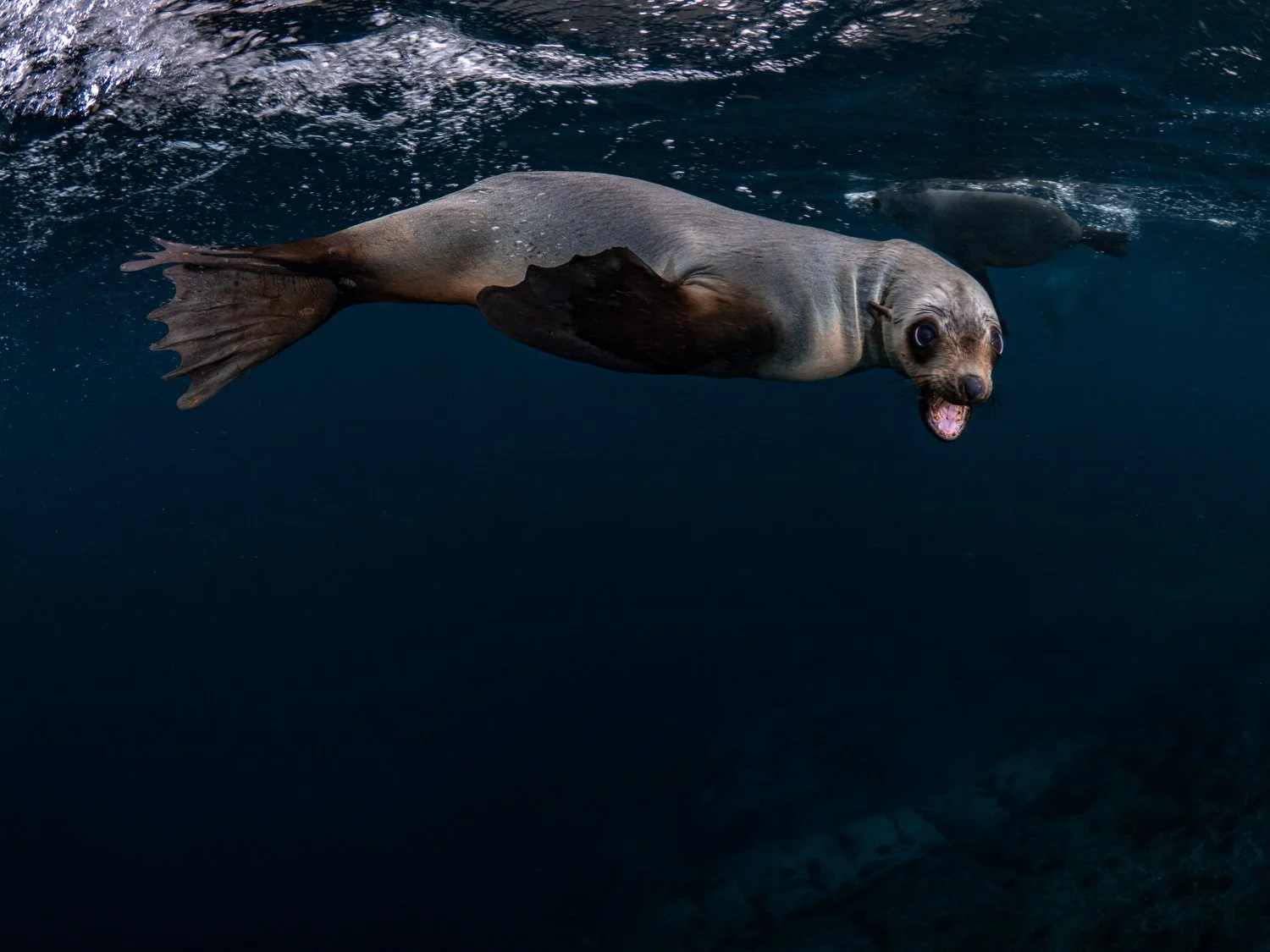 Montague Island, Diving with seals, Australian Fur Seals, Narooma, Seals, Dive with Seals