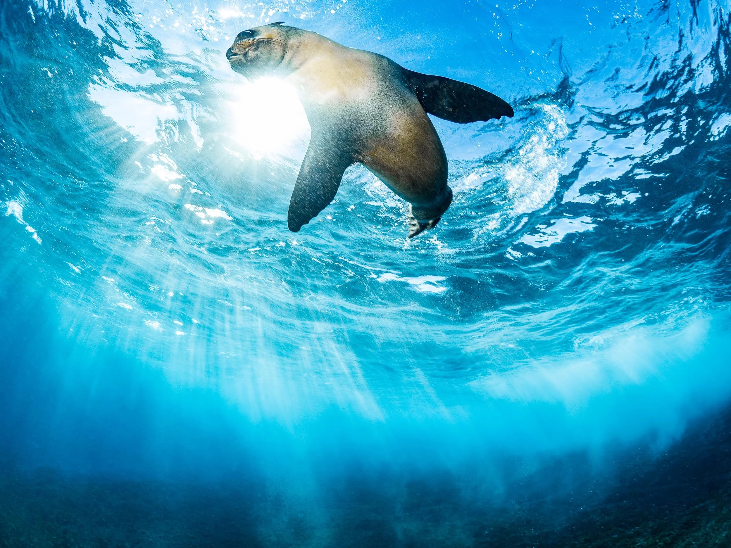 Montague Island, Diving with seals, Australian Fur Seals, Narooma, Seals, Dive with Seals