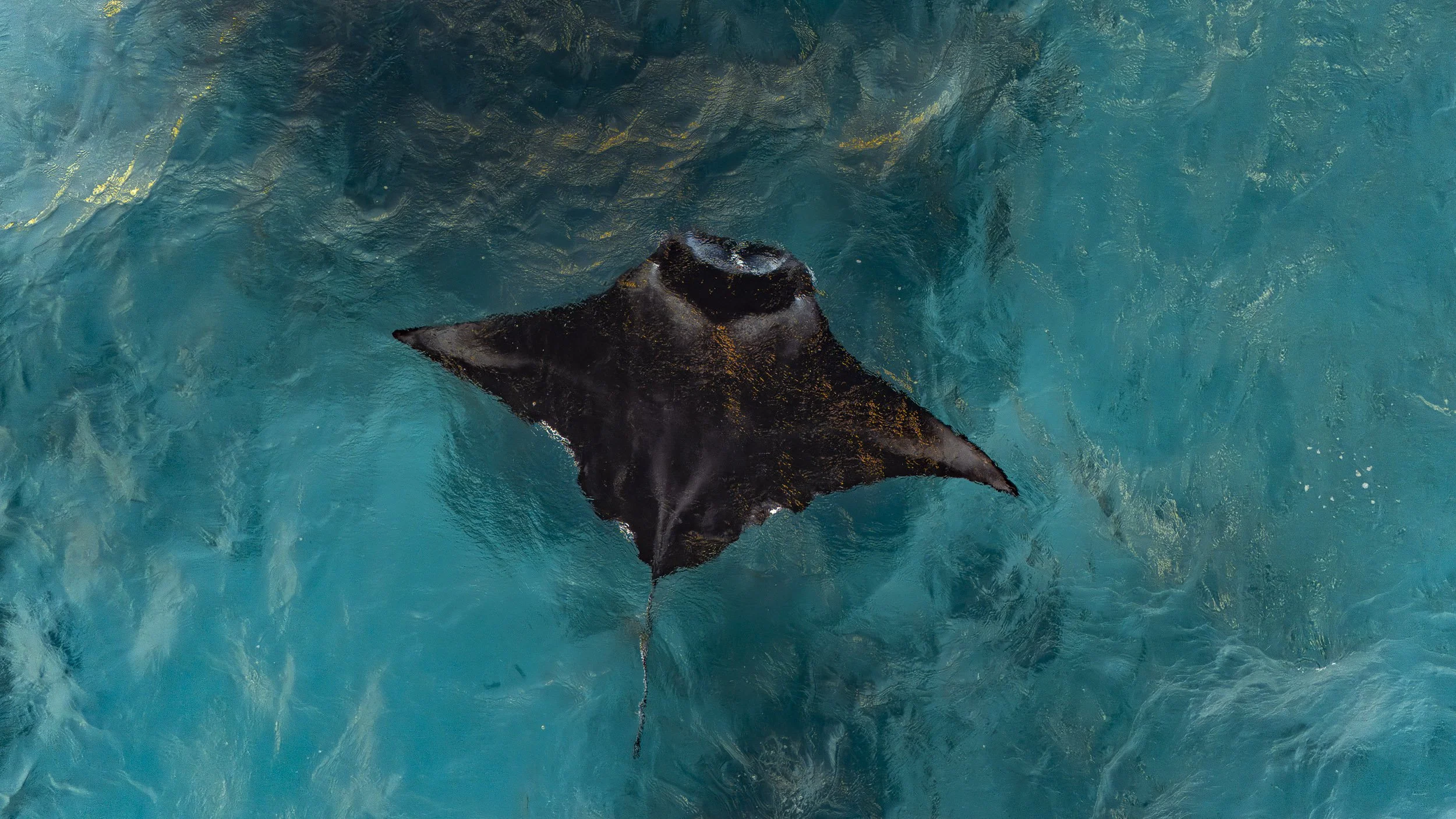 Reef manta, Lady Elliot Island, drone, drone photography