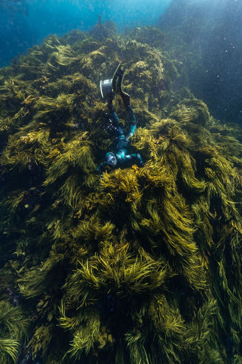 Montague Island, Diving with seals, Australian Fur Seals, Narooma, Seals, Dive with Seals