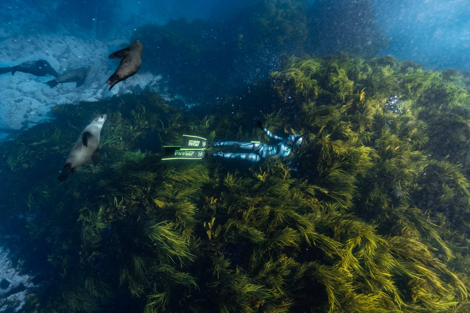 Montague Island, Diving with seals, Australian Fur Seals, Narooma, Seals, Dive with Seals