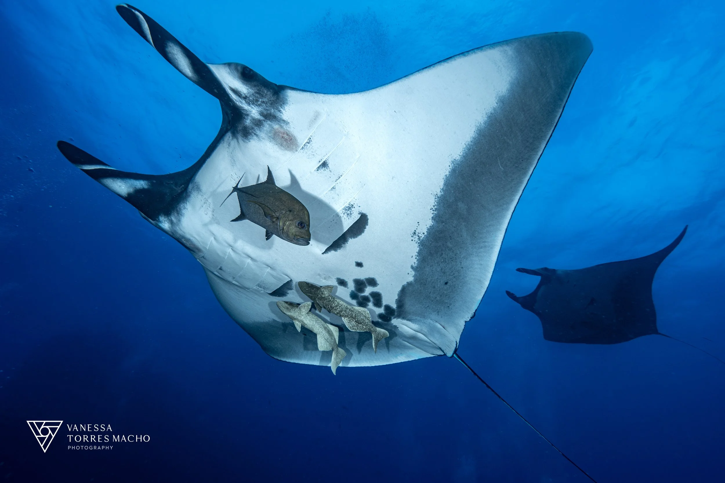 Mantas & trevally 2.JPG