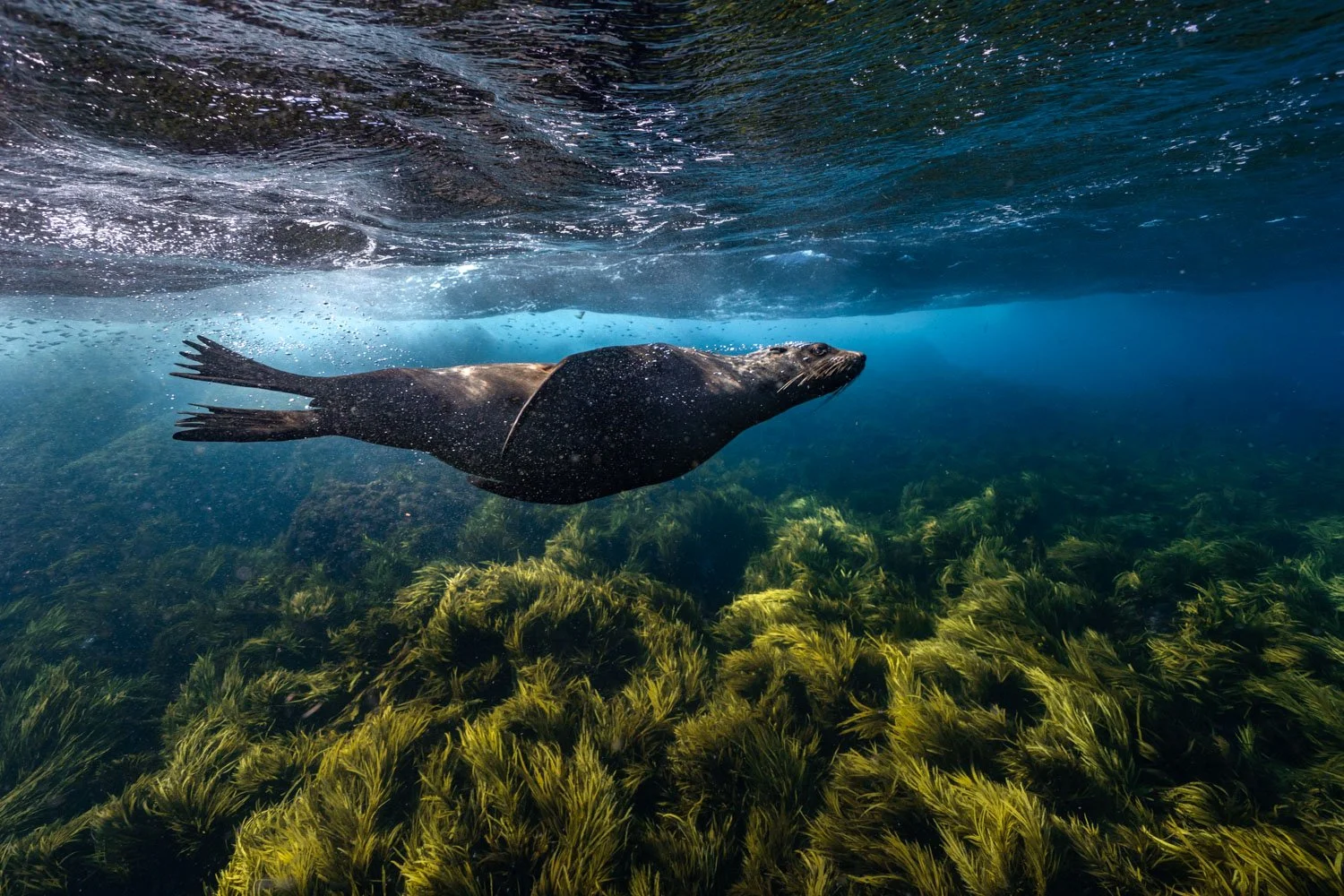Montague Island, Diving with seals, Australian Fur Seals, Narooma, Seals, Dive with Seals