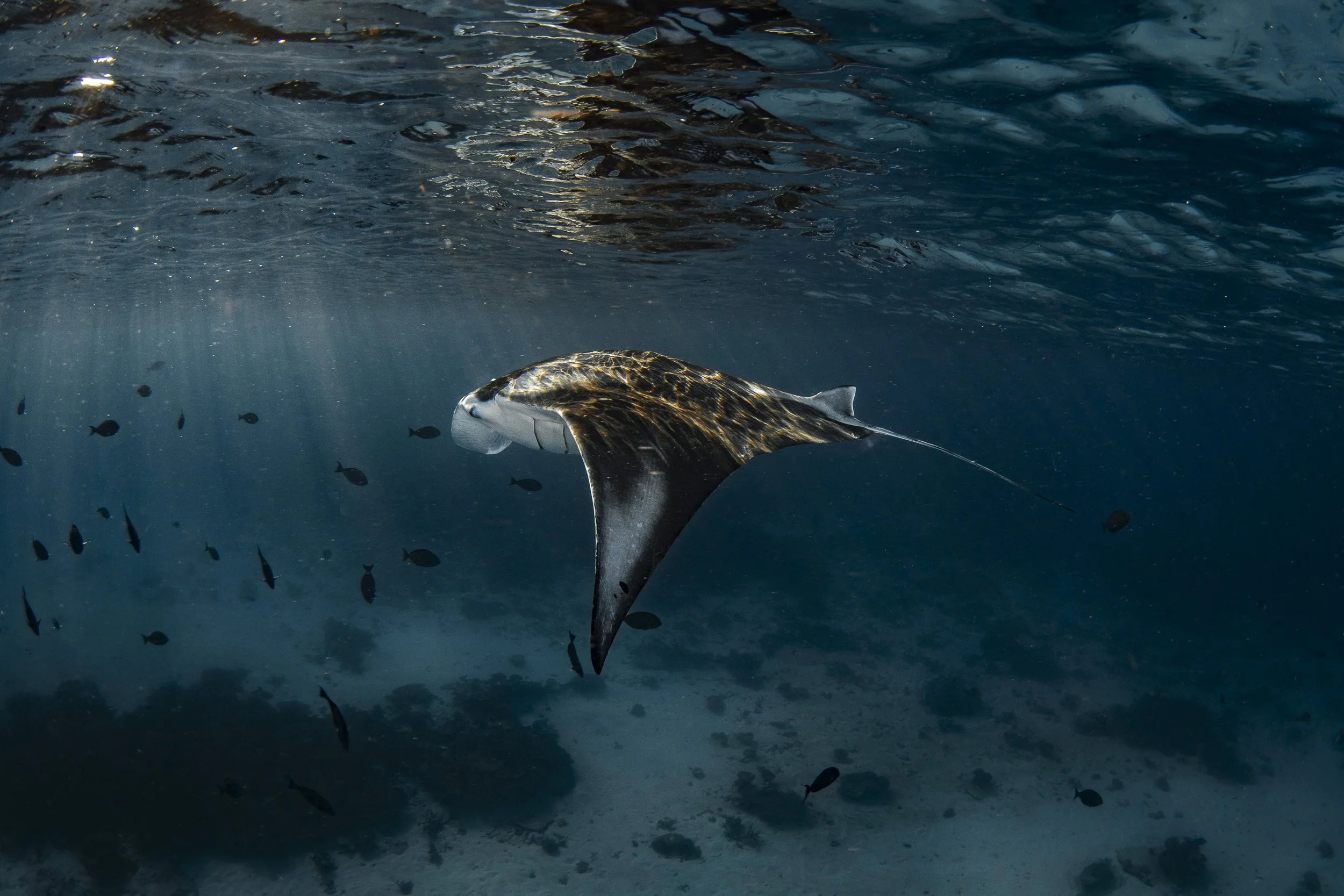 Reef manta, Lady Elliot Island
