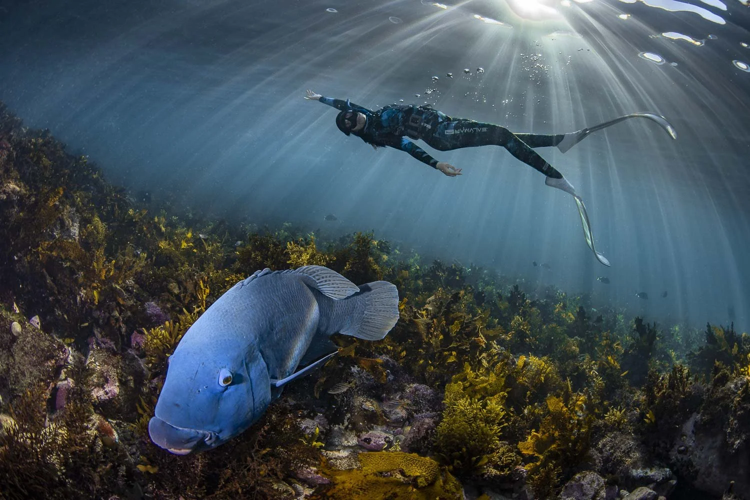 Gordon's Bay, Blue Groper