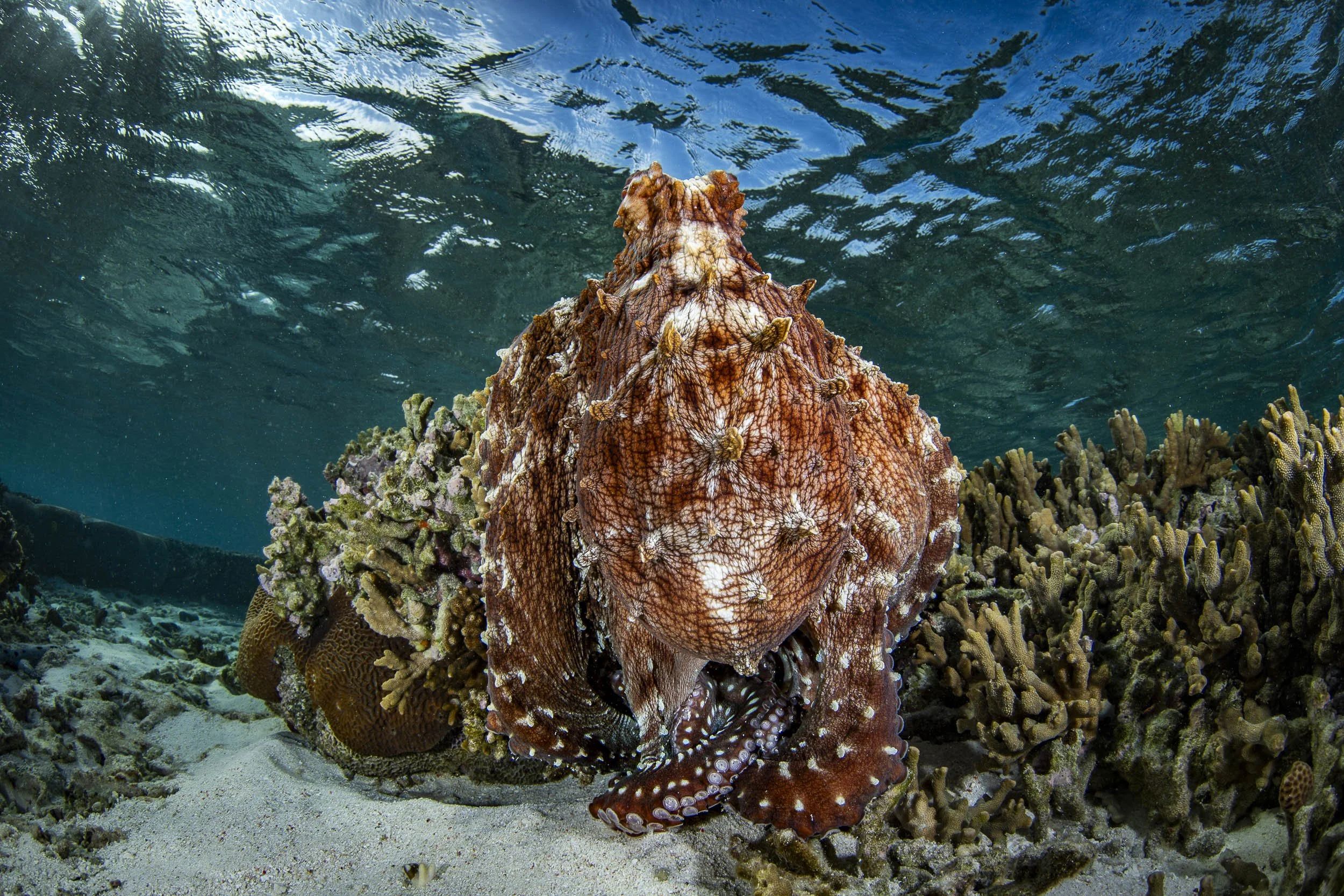 Octopus, Lady Elliot Island