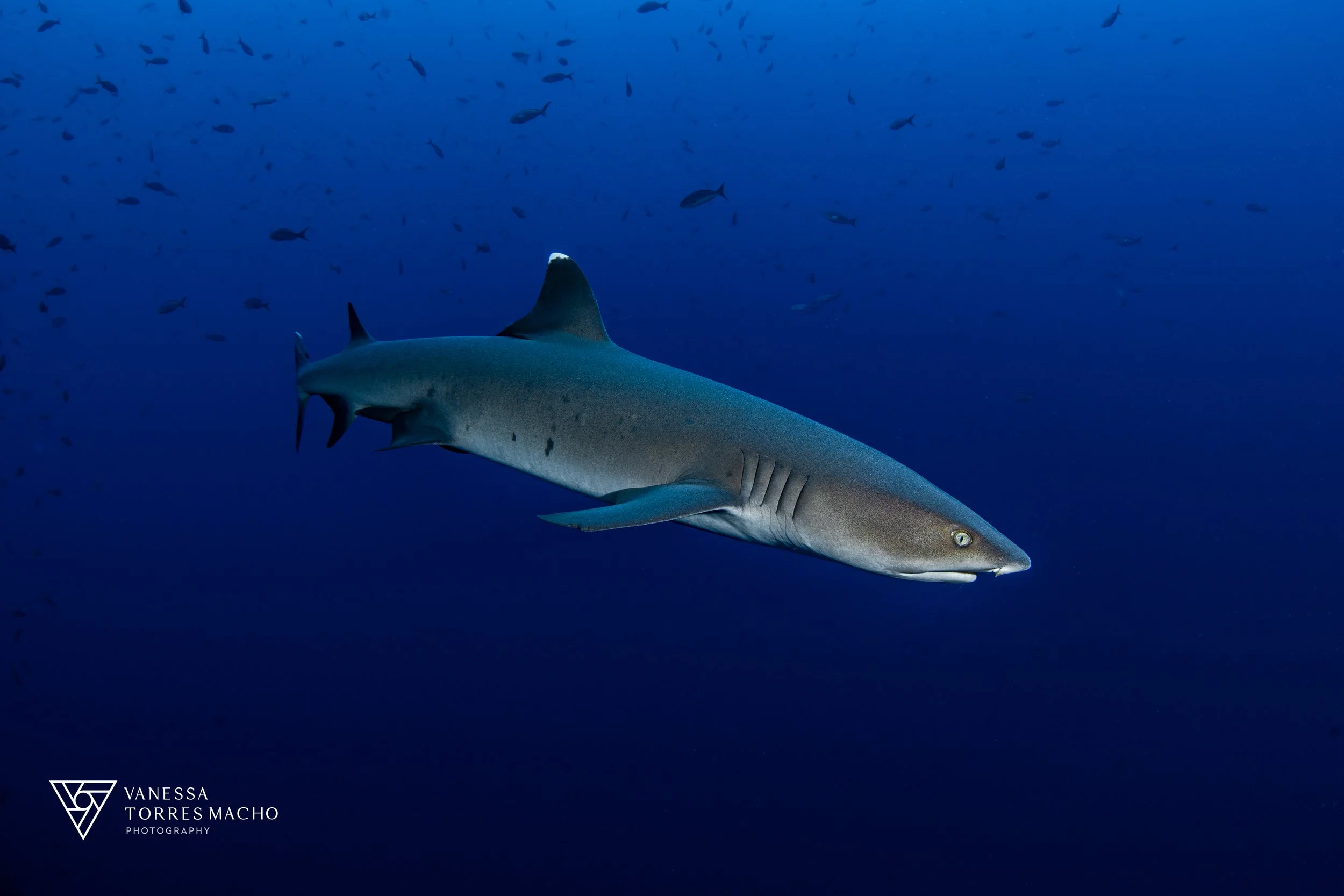 Roca Partida portrait white tip 2.JPG