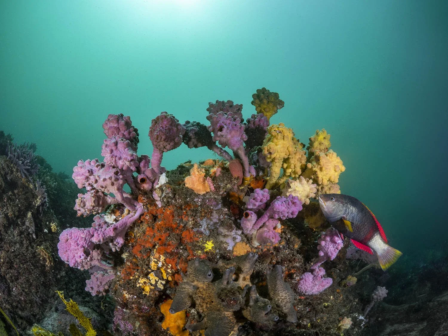 Bare Island, underwater photography