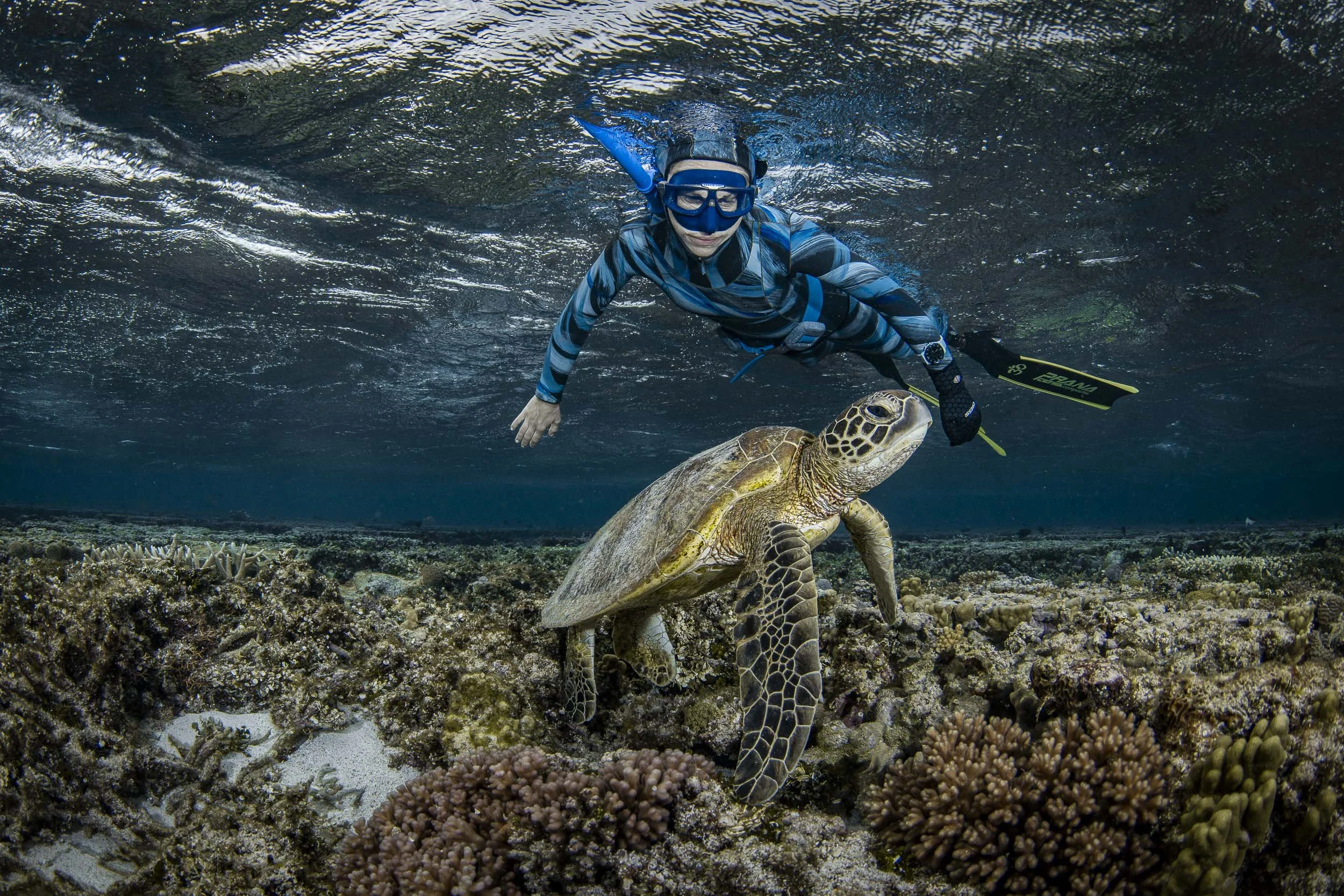 Green turtles, Lady Elliot Island