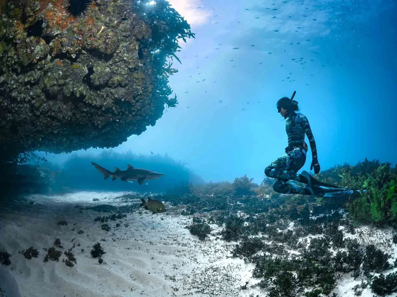 Bondi, Bondi beach, underwater photography, sharks, shark, shark diving in Sydney, Grey nurse shark
