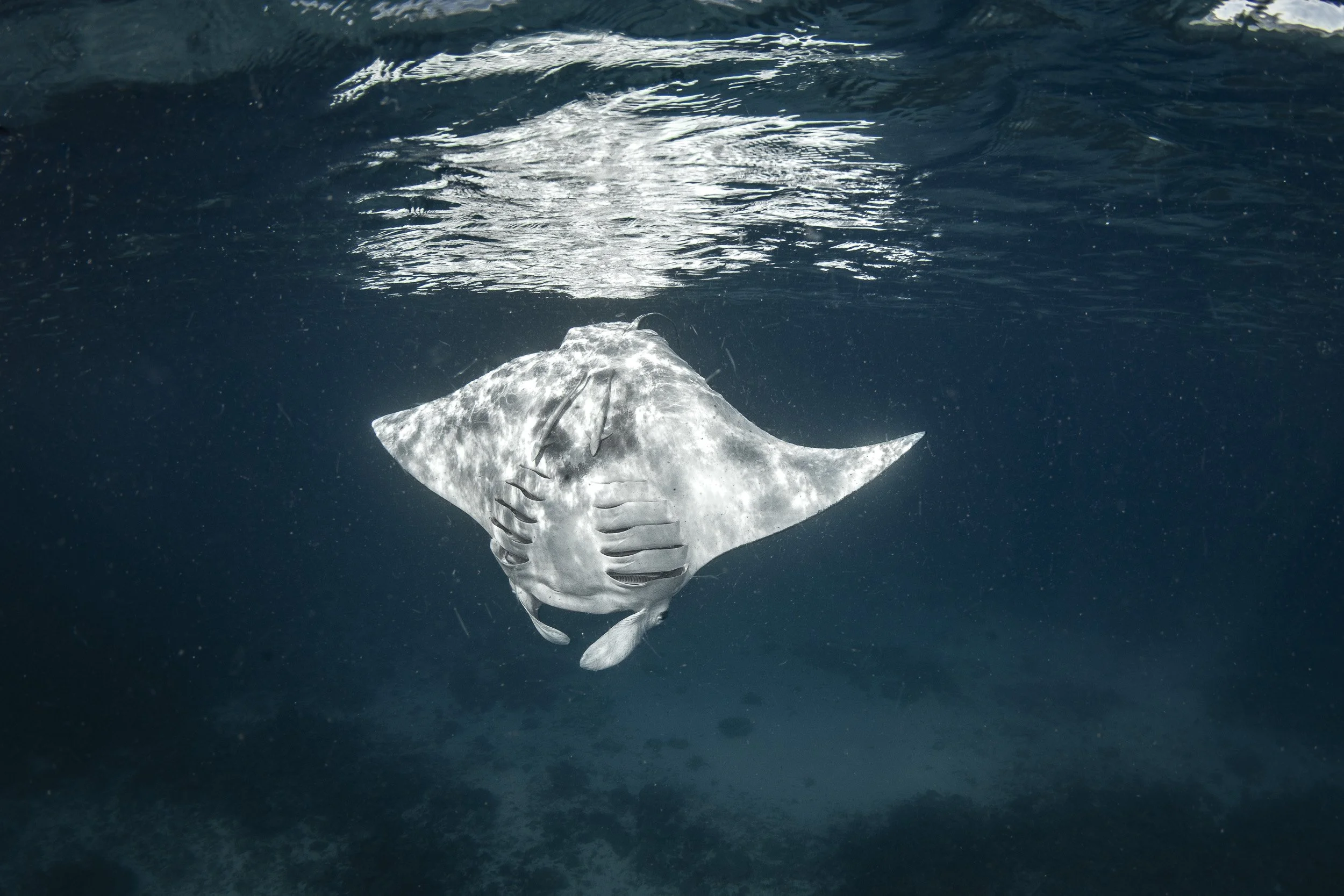 Reef manta, Lady Elliot Island