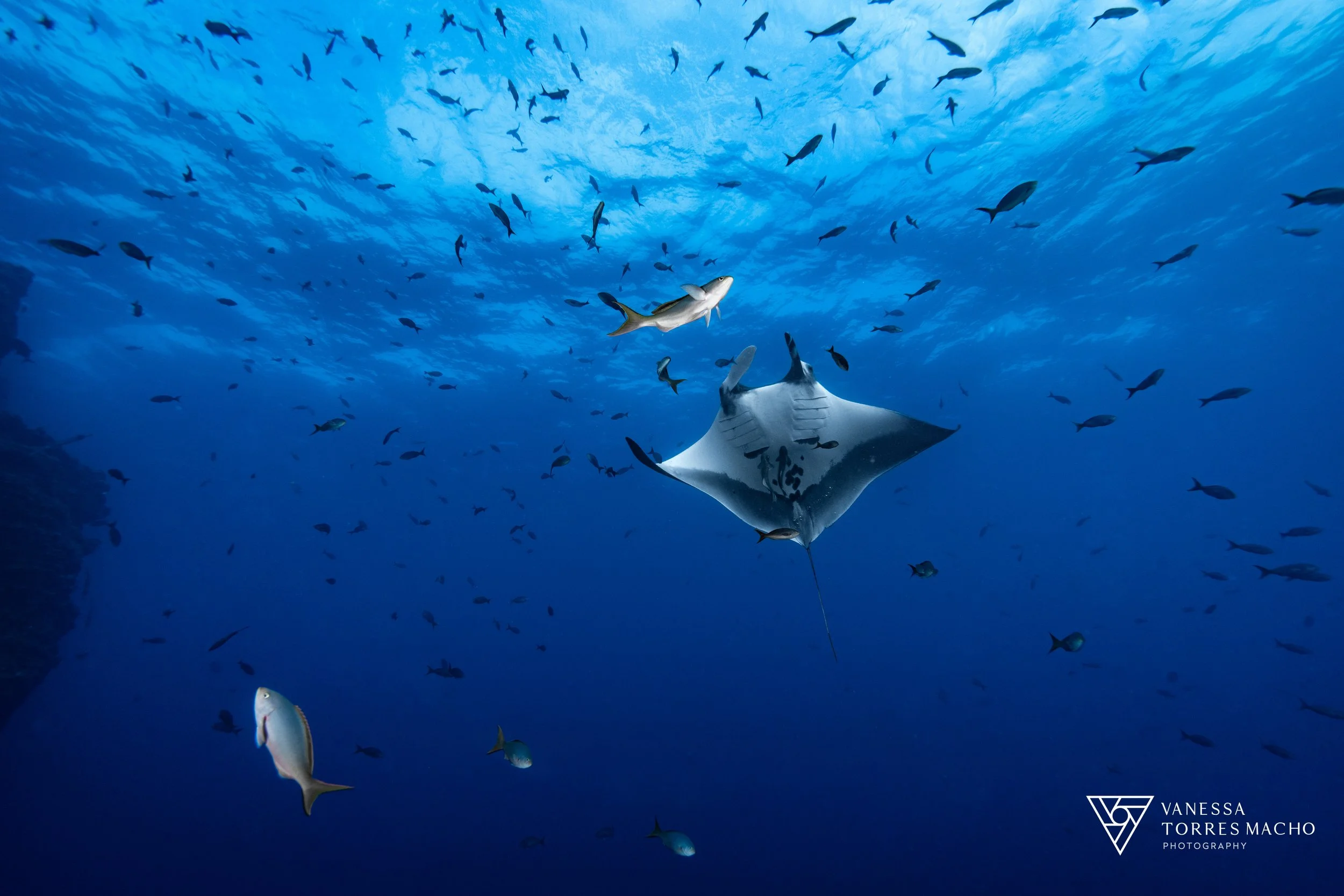 Manta belly at San Benedicto 2.JPG