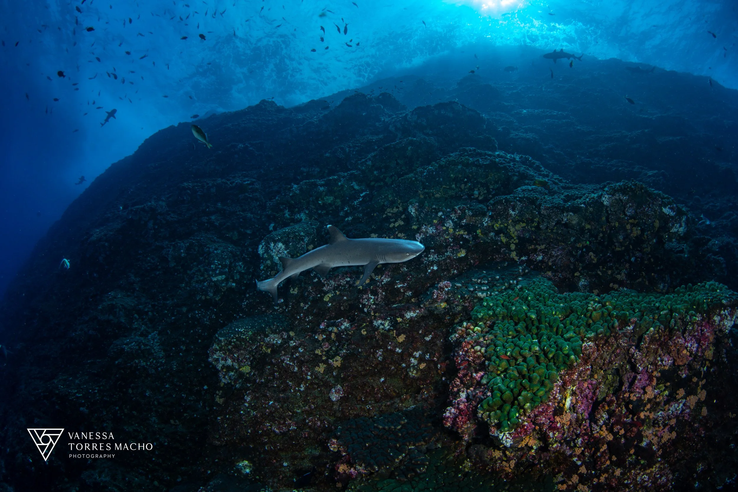 Roca Partida White tip low res.jpg
