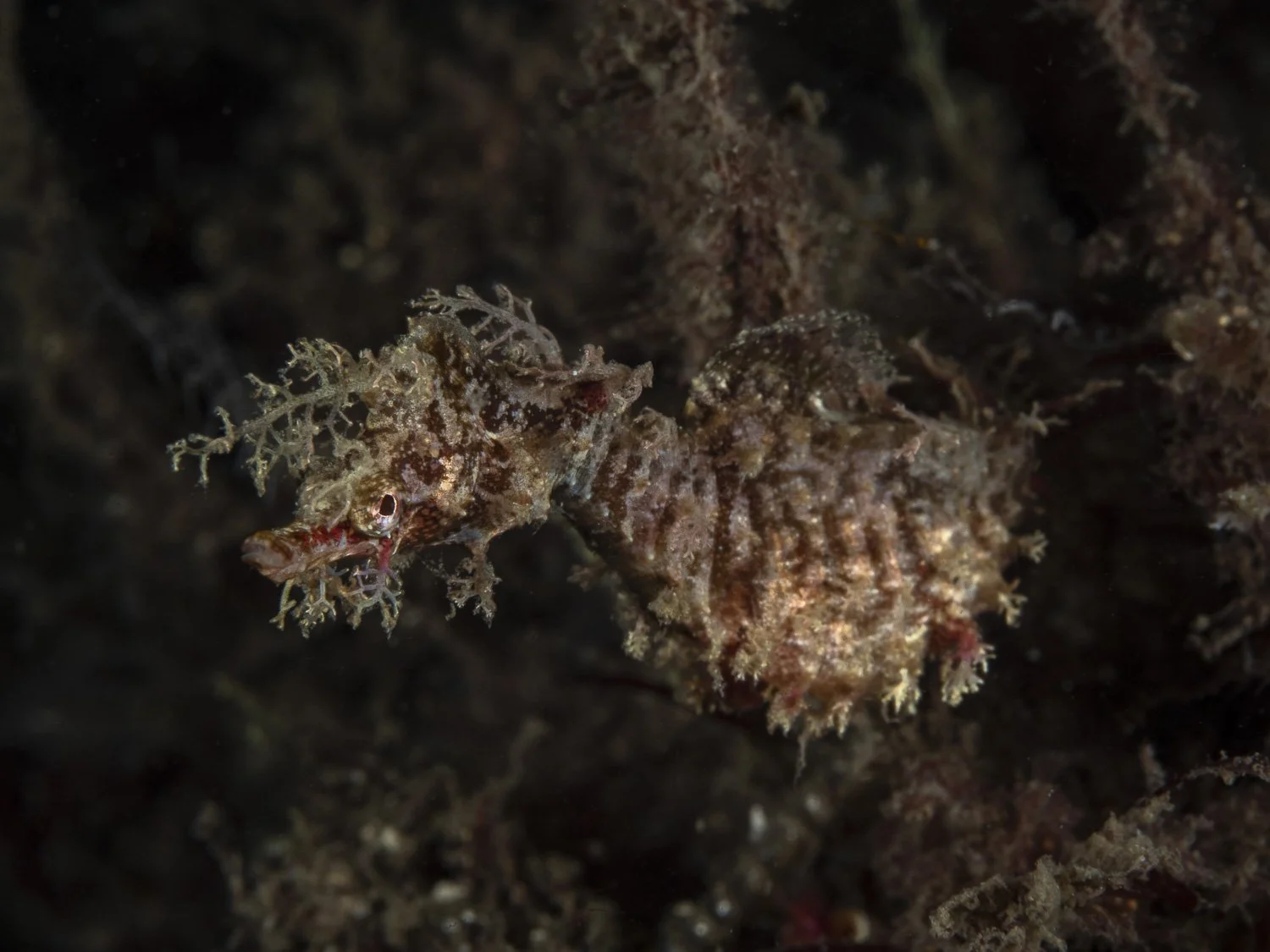 Bare Island, underwater photography, pygmy pipefish, Sydney, scuba
