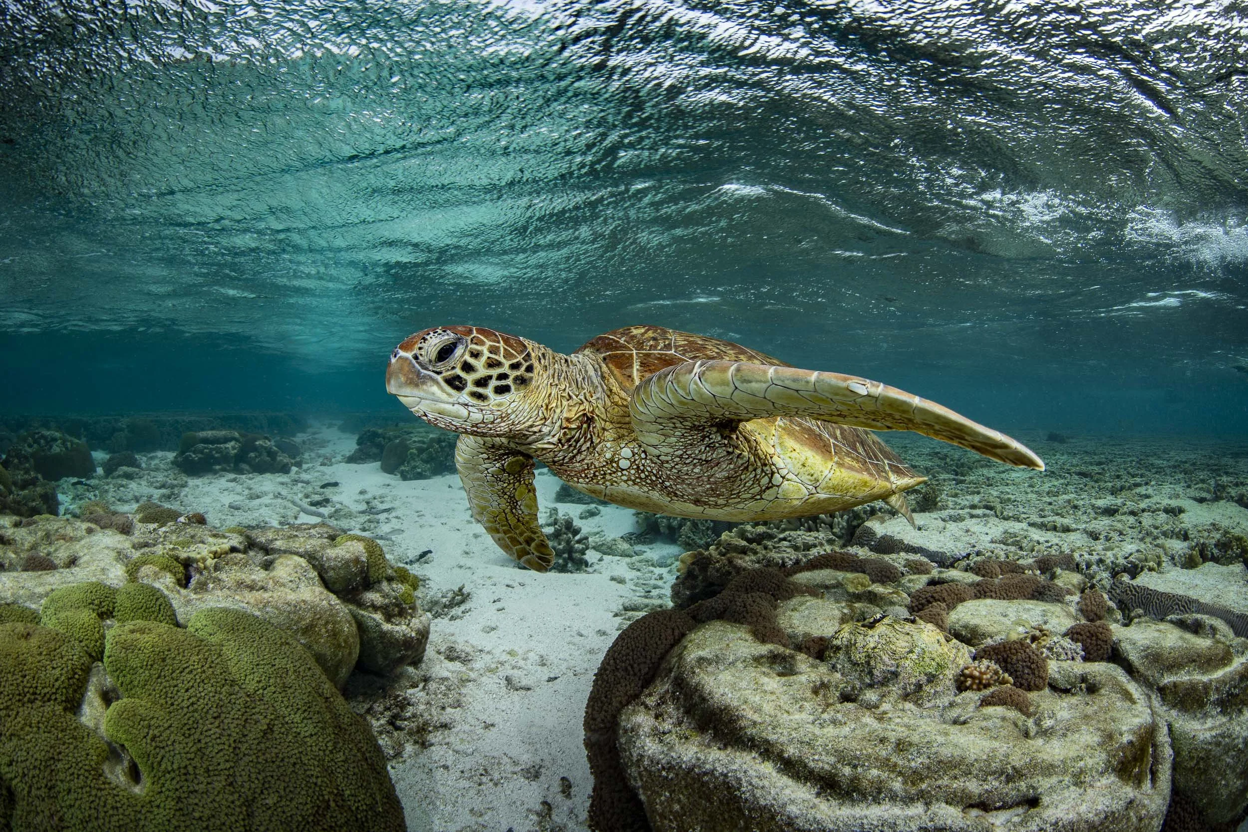 Green turtles, Lady Elliot Island