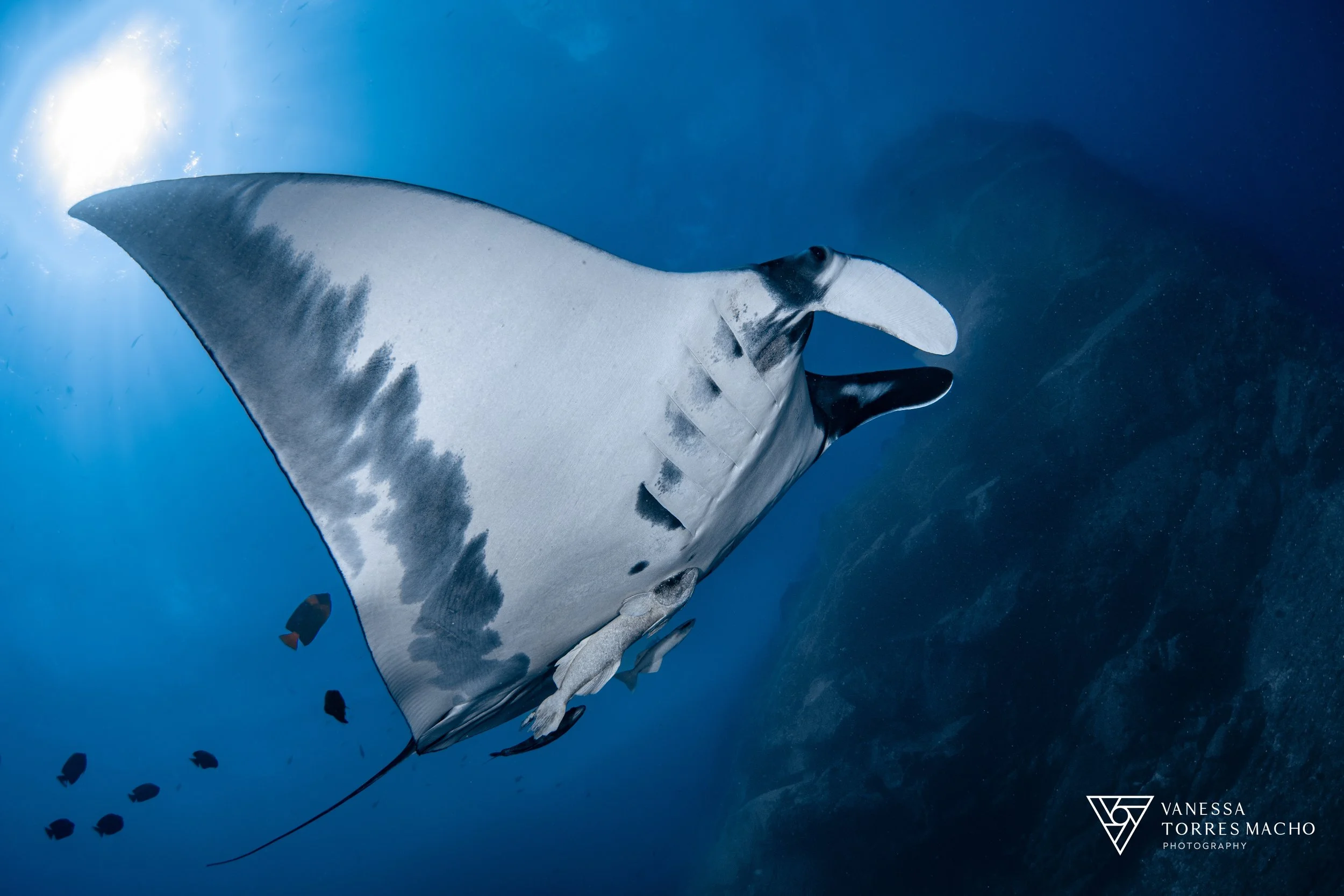 Manta at Roca O'Neill- Close ig 2.JPG
