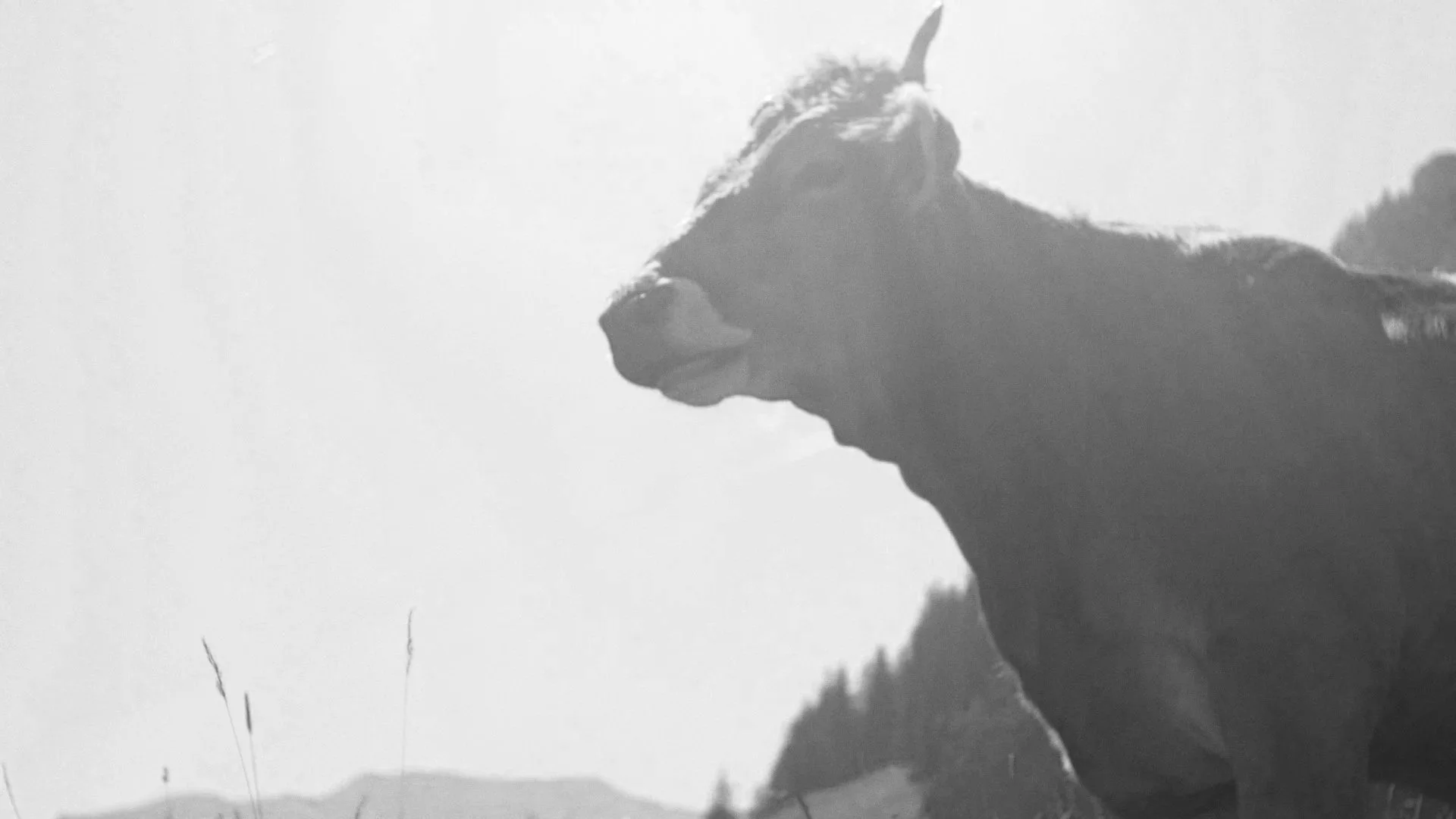 Schwarzes Pferd im Profil, Blick nach oben, im Nebel, mit verschwommenem Hintergrund und Bäumen im Vordergrund.