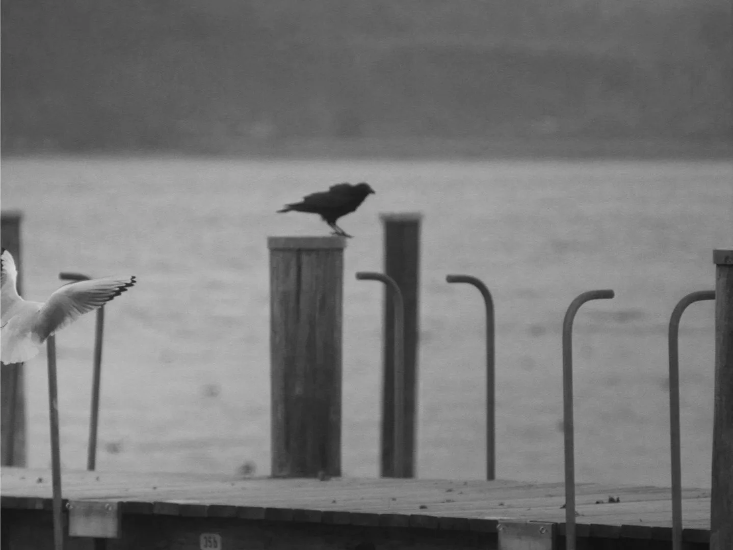 Zwei Vögel, eine Taube fliegt, ein Raben sitzt auf einer Holzpfosten auf einem Steg am Wasser, im Hintergrund eine Wasserfläche, schwarz-weiß Foto.