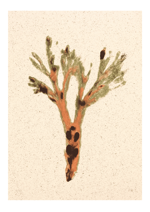 Bladderwrack (Seaweed)