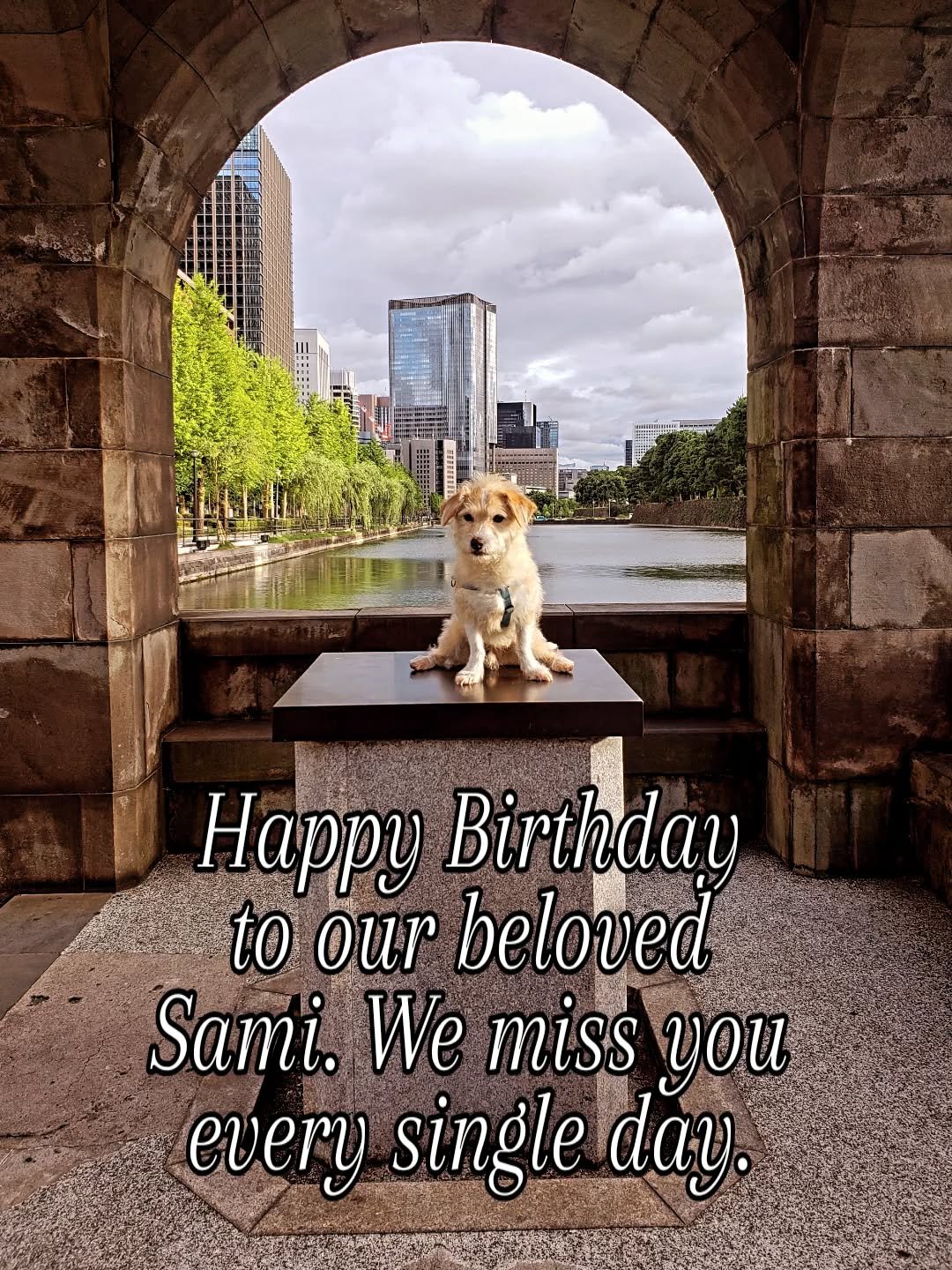 Always in our hearts, an irreplaceable companion, and giver of genuine unconditional love. #samiismycopilot @sunrhythminc
