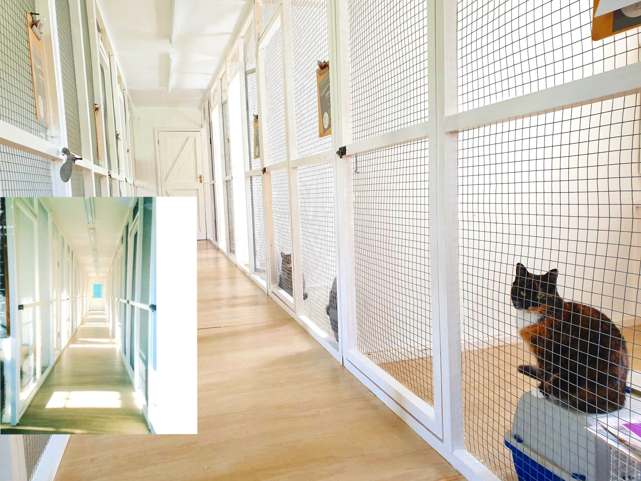 Cat Boarding Cattery Star Cattery Near Me Cattery Boarding Kennels