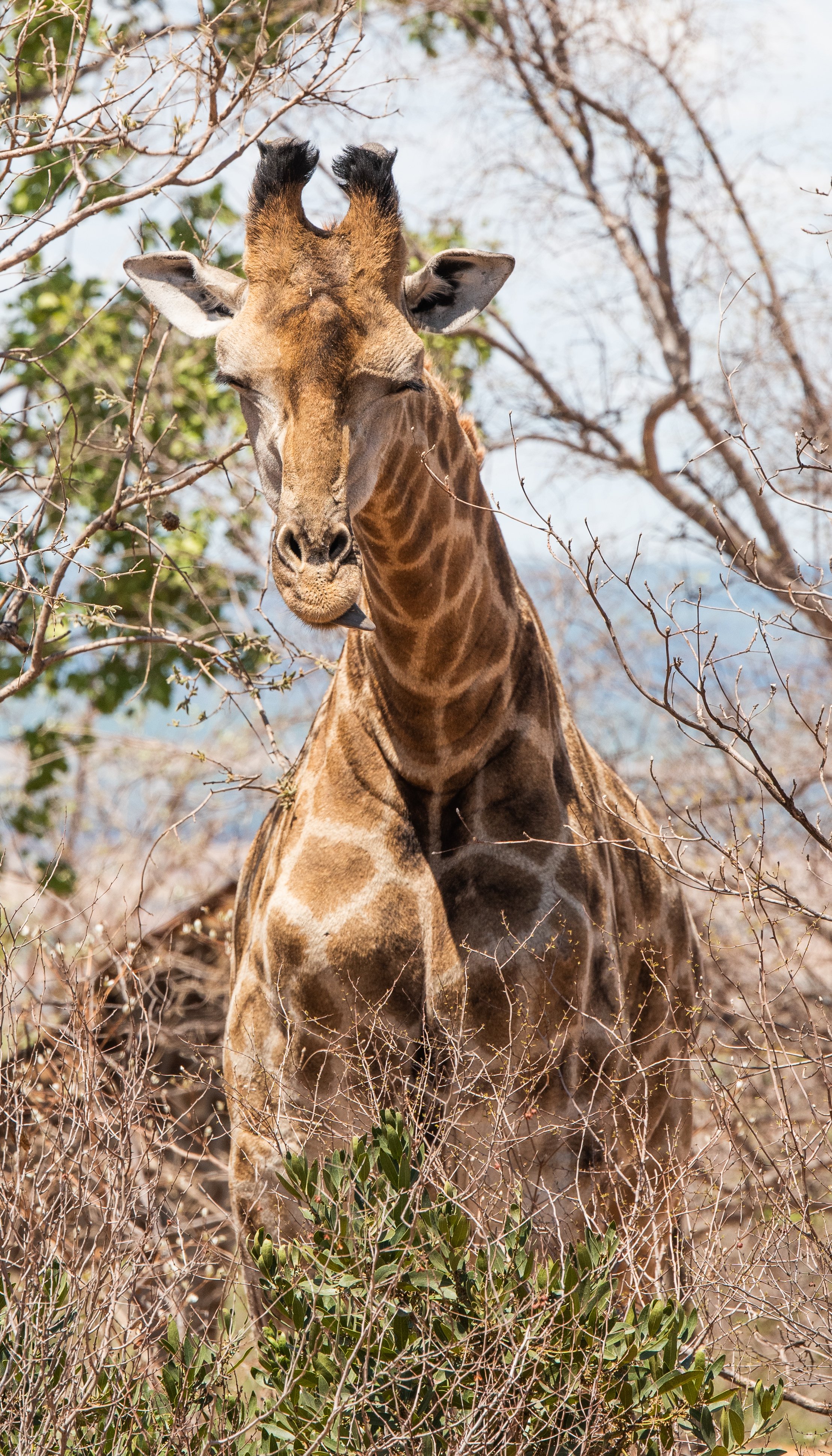 South Africa 2018
Nikon D810 190mm (70-200mm) 1/640 F8 ISO 200