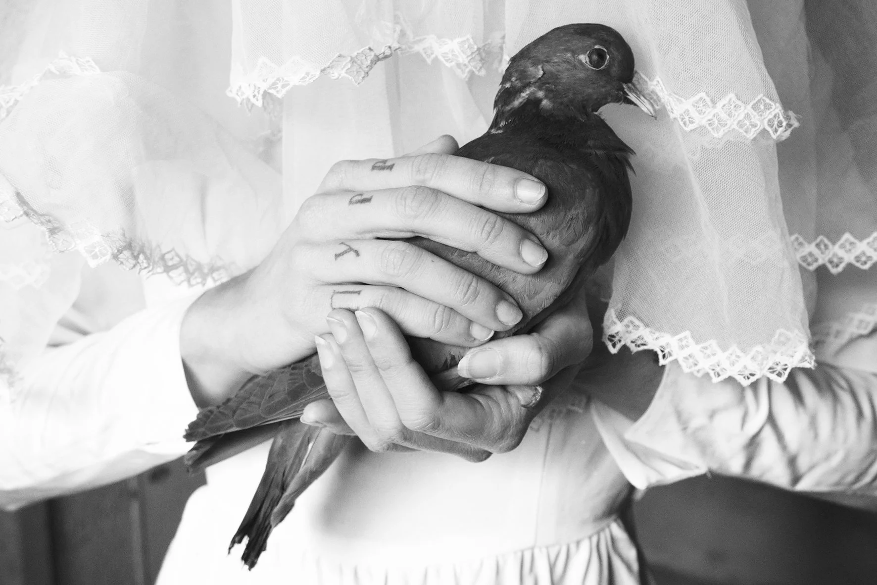Little pigeon bride.jpg