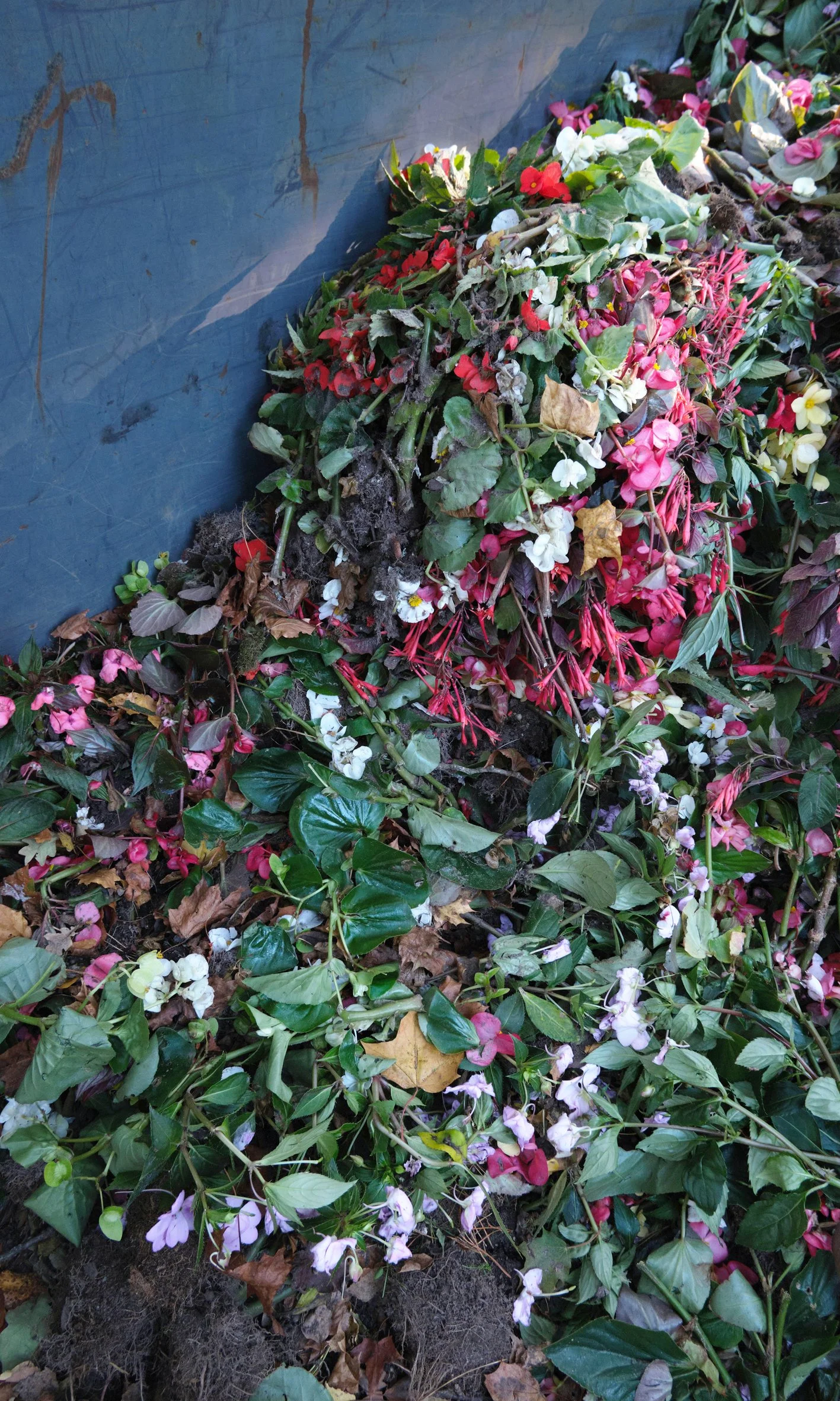 Final bloom_001_Laura Iisalo_small.jpg