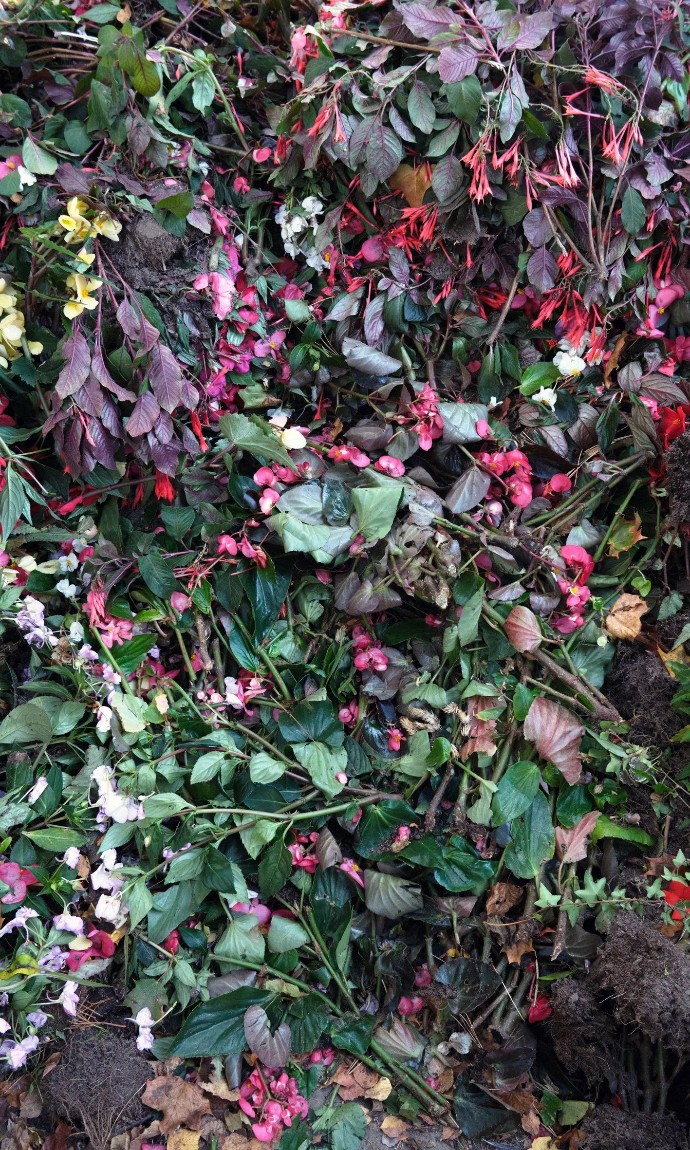 Final bloom_002_Laura Iisalo_small.jpg