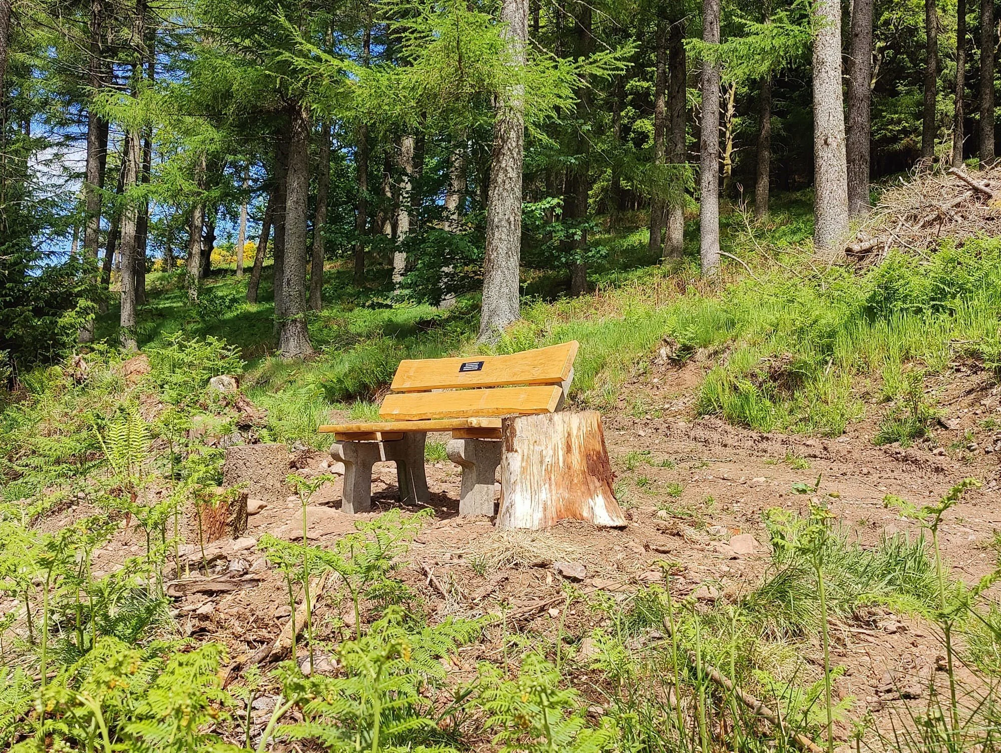 Find The Bench