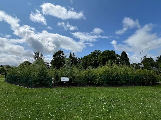 Auchterarder Pocket Forest - June 2025 (1).jpg