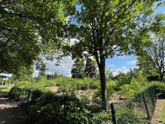 Auchterarder Pocket Forest - June 2025 (5).jpg