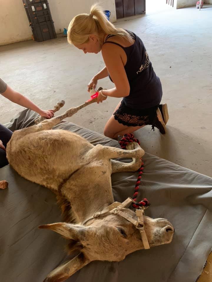 Danielle treating a sedated donkey