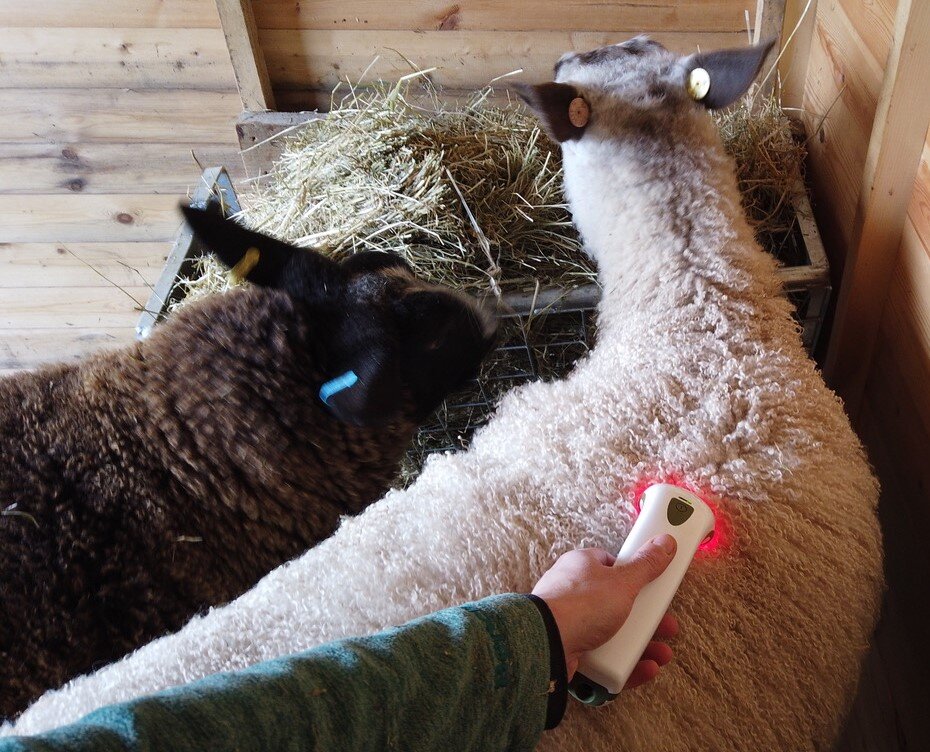 Gimli, a Blue-Faced Leicester sheep