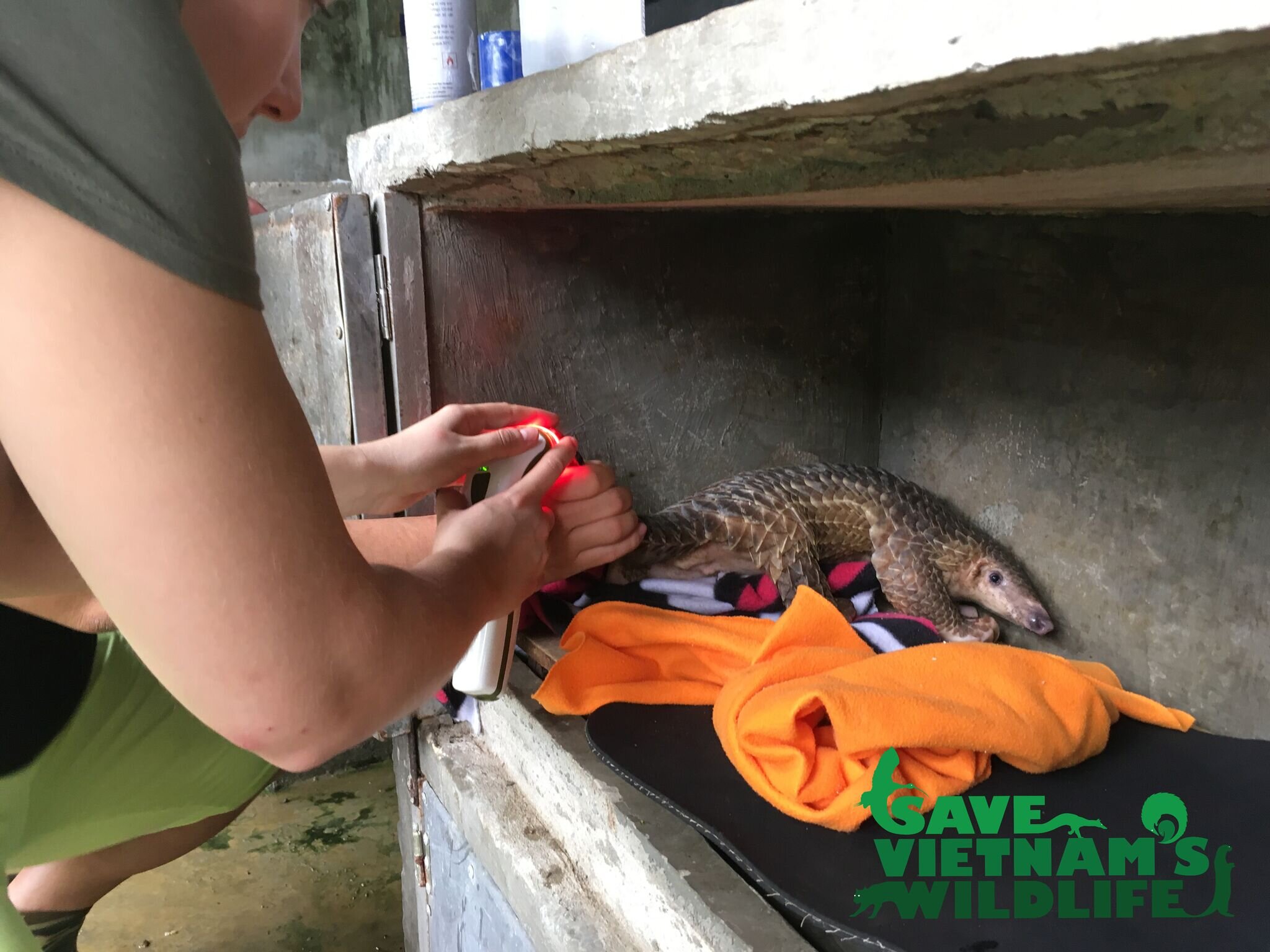 Sophie treating a pangolin with Photizo Vetcare