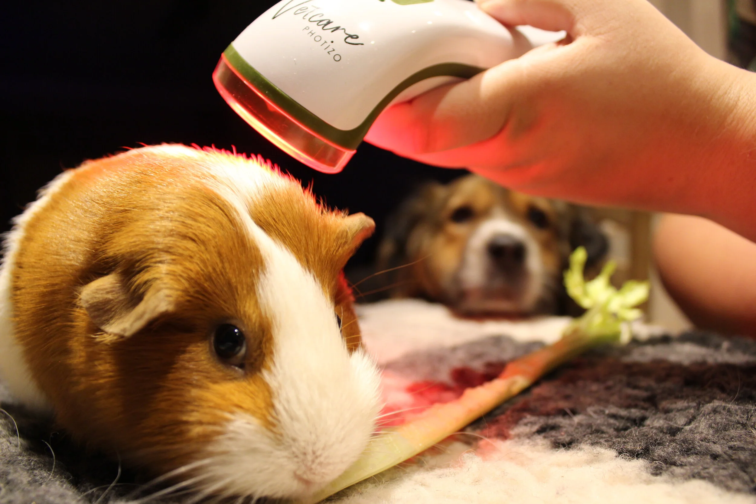 Nancy (with Peggy watching)