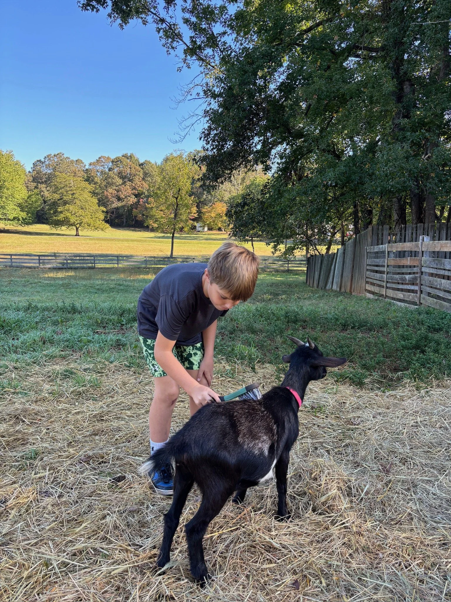 ATE Shipshape Farm Field Trip🐐🐓🐰 - 12 of 49.jpeg